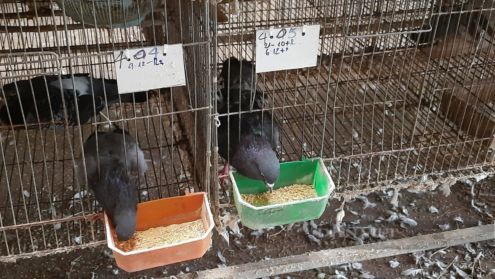 Tạo thương hiệu “bánh lọc nhân bồ câu Quảng Trị”, giúp nông dân thoát nghèo, tại sao không? - Ảnh 4.