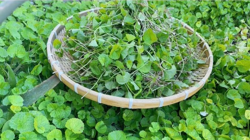 Loại rau được mệnh danh là &quot;thần dược&quot; giải nhiệt ngày hè, hễ đến ngày thu hoạch cả đồng ngồi xổm - Ảnh 1.