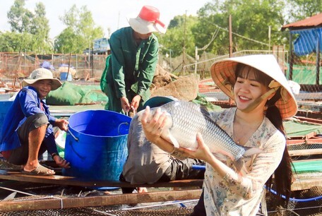 Nuôi cá đặc sản quý hiếm dưới sông ở Vĩnh Long, hễ bắt lên người ta trông thấy là đã muốn mua - Ảnh 1.