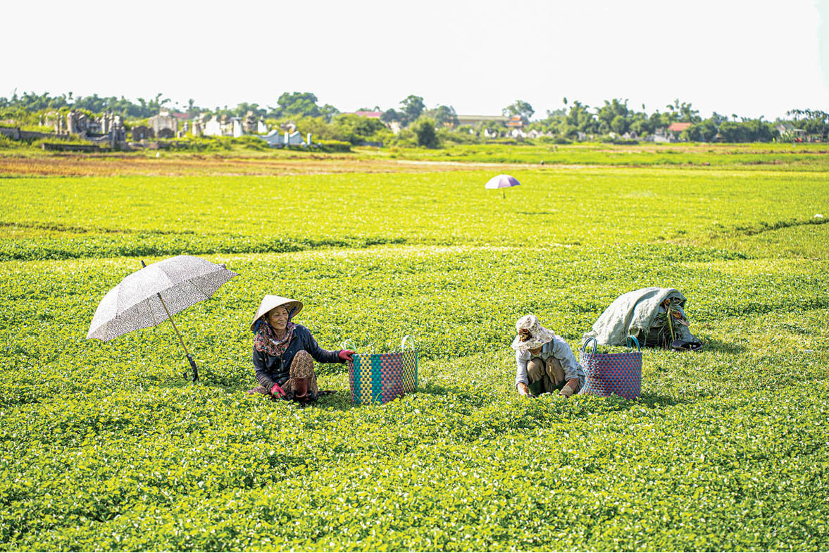 Loại rau được mệnh danh là &quot;thần dược&quot; giải nhiệt ngày hè, hễ đến ngày thu hoạch cả đồng ngồi xổm - Ảnh 4.
