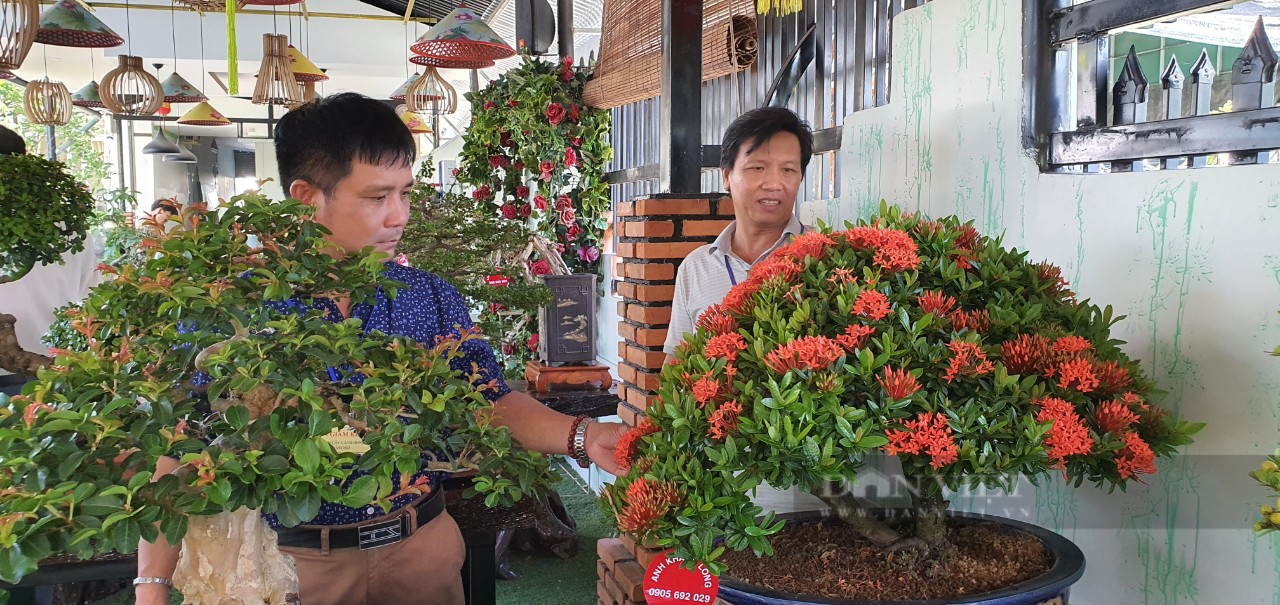 Khánh Hòa: Những cây bonsai độc lạ tranh tài ở Cam Lâm - Ảnh 2.