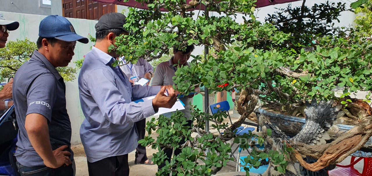 Khánh Hòa: Những cây bonsai độc lạ tranh tài ở Cam Lâm - Ảnh 6.
