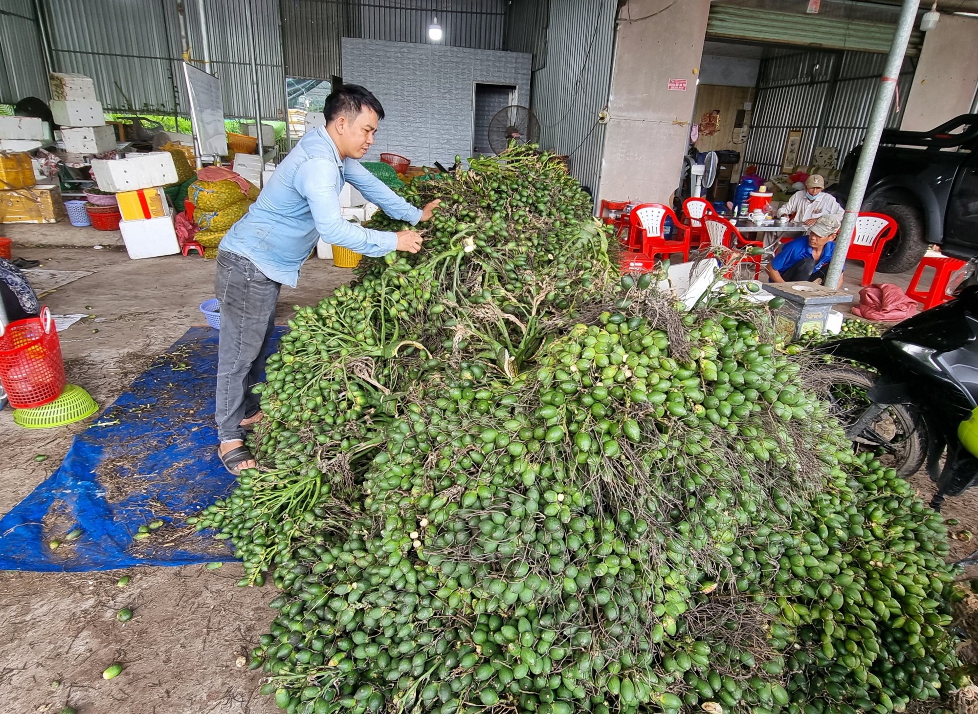Doanh nghiệp, tiểu thương thu mua nhiều, giá trái cau non tăng nhẹ - Ảnh 1.