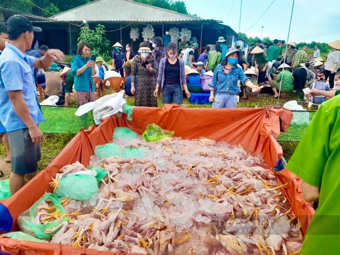 Hà Tĩnh: Trại gà hơn 10.000 con chết ngạt, hàng trăm người xuyên đêm hỗ trợ khổ chủ vớt vát chút vốn - Ảnh 5.