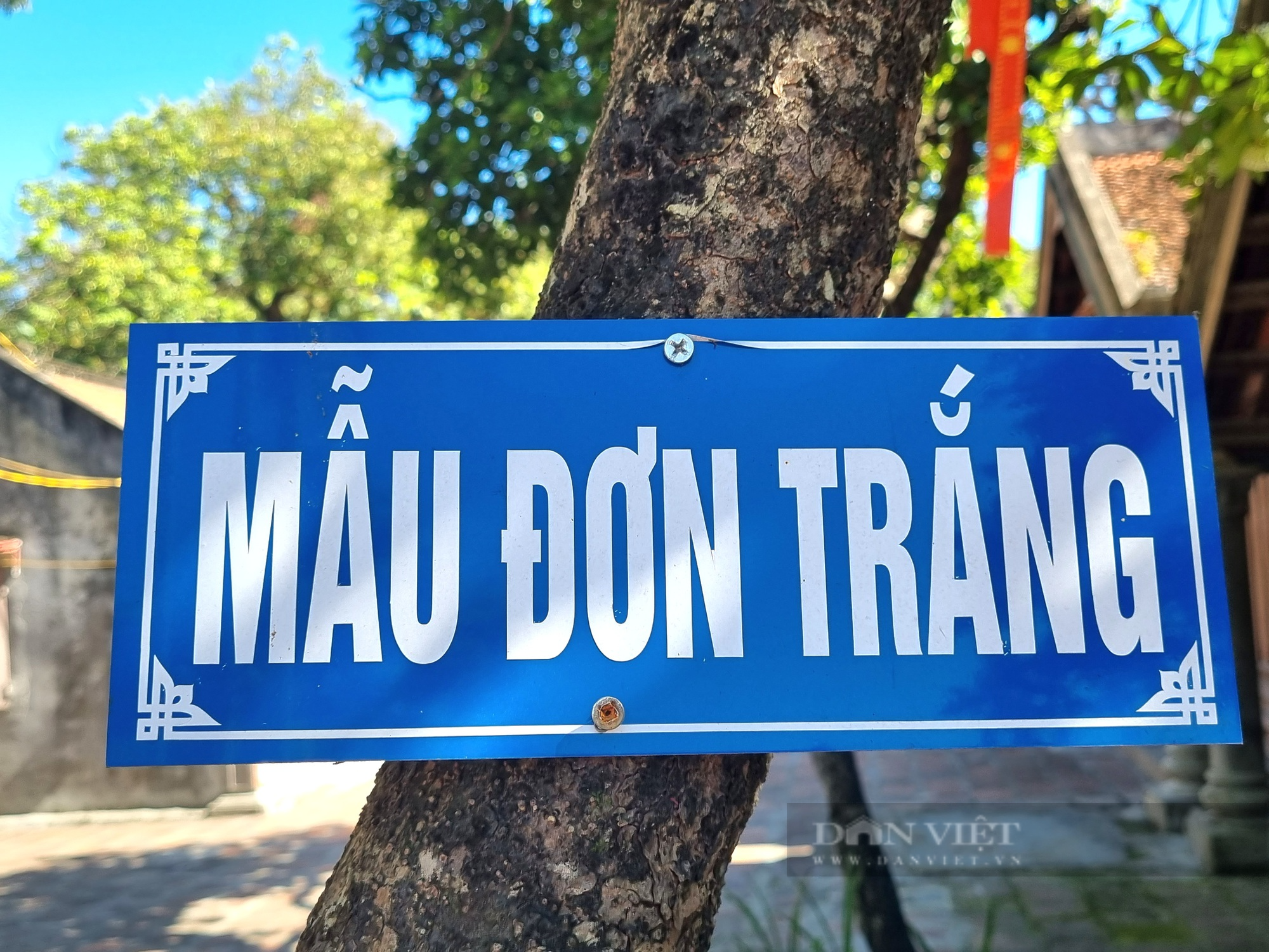 Kỳ dị cây mẫu đơn trắng hơn 100 năm, gốc 2 thân, mọc trong hốc đá - Ảnh 7.