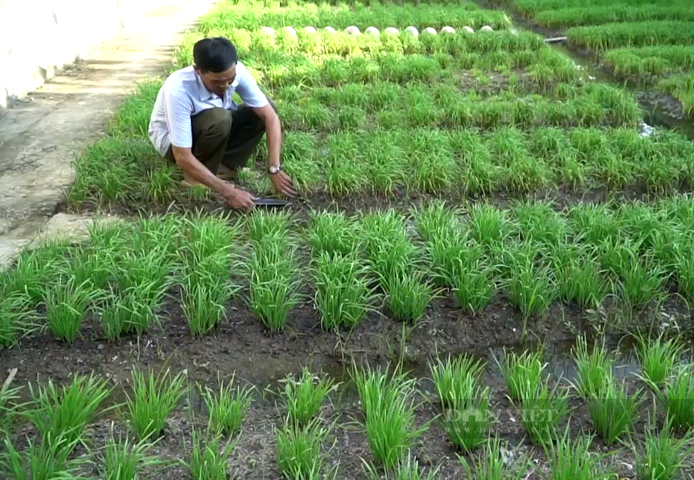 Nông dân TP.HCM ủ rác thải làm phân bón giảm thiểu ô nhiễm môi trường - Ảnh 1.