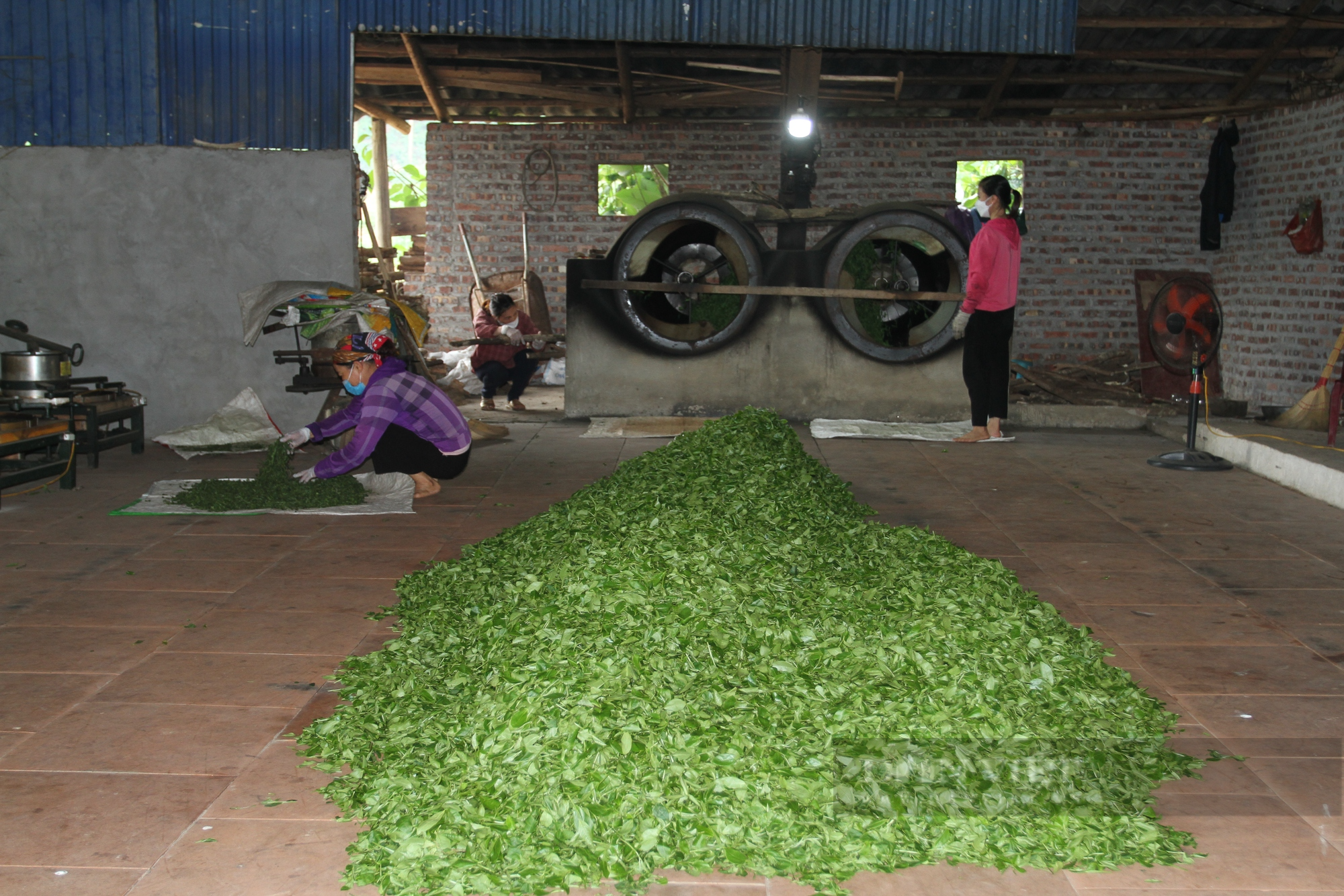 Cử nhân báo chí người Tày về quê chắp cánh cho thương hiệu chè Thái Nguyên vươn xa - Ảnh 6.