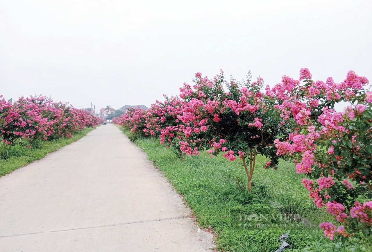 Điểm danh những con đường hoa tường vi đang vào mùa nở rộ cực đẹp ở Hà Nội - Ảnh 11.