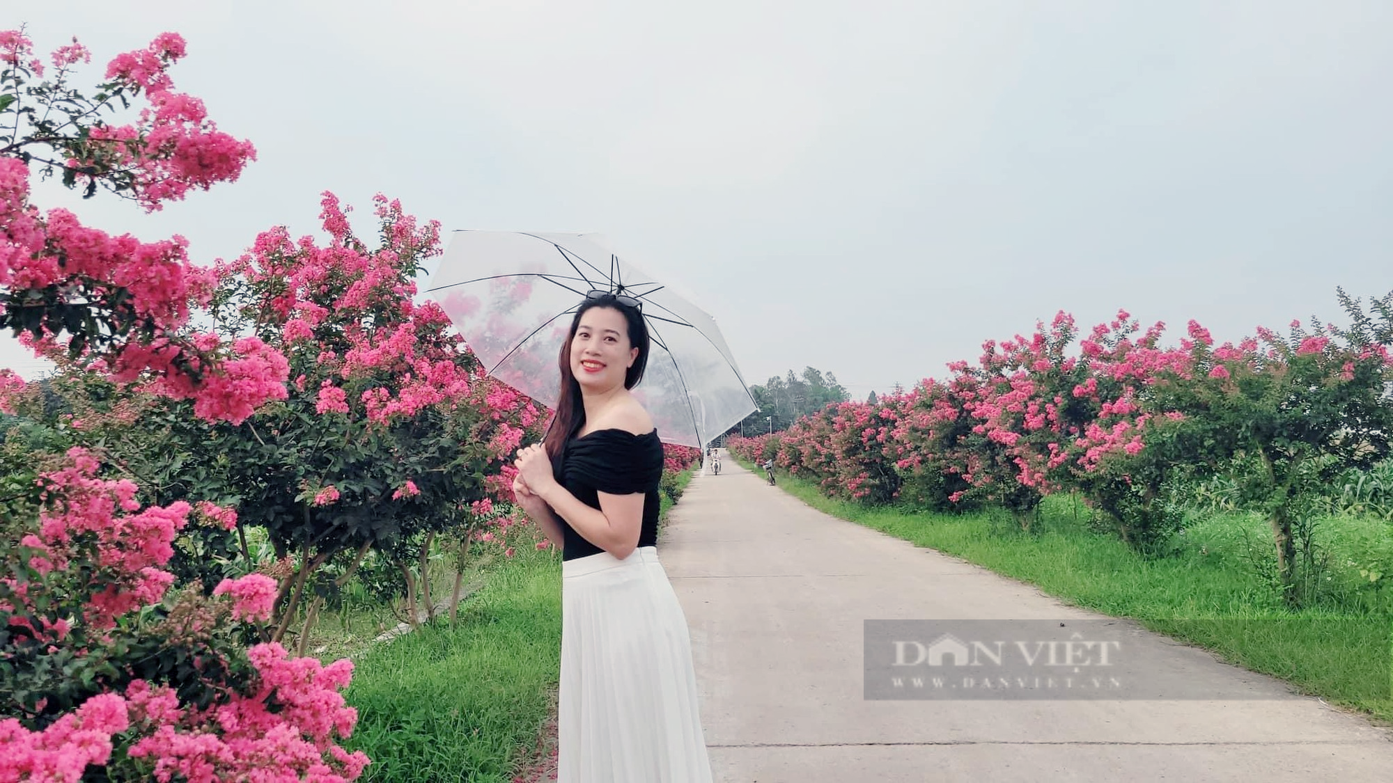 Điểm danh những con đường hoa tường vi đang vào mùa nở rộ cực đẹp ở Hà Nội - Ảnh 12.