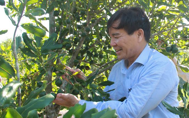 “Quả ngọt” sau 1 thập kỷ “đánh cược” với mắc ca của Bí thư huyện ở Quảng Ngãi - Ảnh 6.