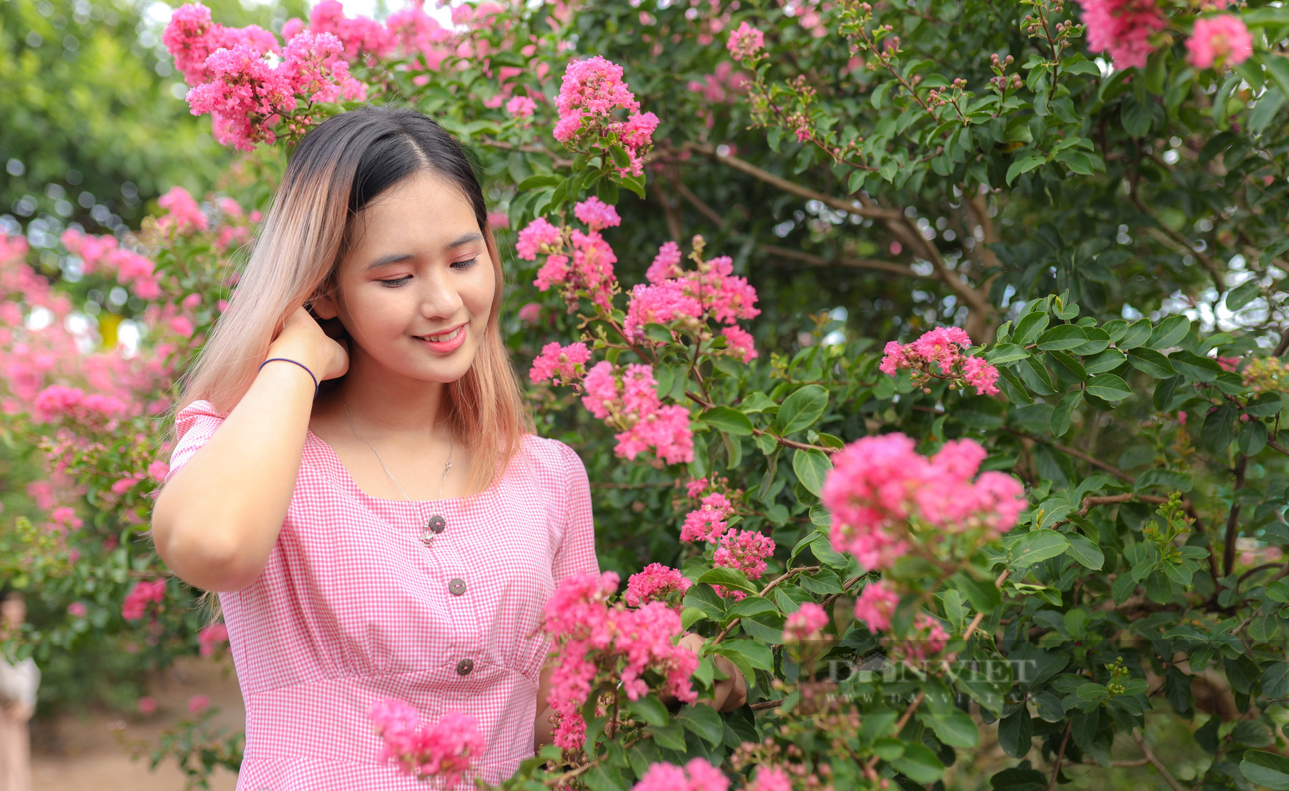 Điểm danh những con đường hoa tường vi đang vào mùa nở rộ cực đẹp ở Hà Nội - Ảnh 6.