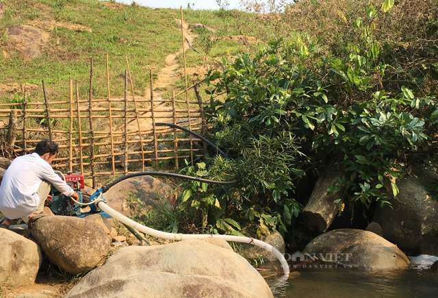Bí thư huyện ở Quảng Ngãi “cược” sinh mạng chính trị đưa cây làm giàu lên vùng đất khó (Bài 1) - Ảnh 6.