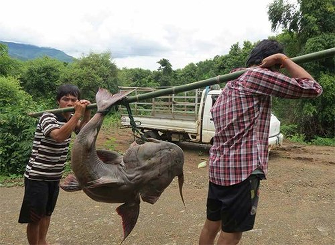 Cá chiên, loài cá quý có tiền chưa chắc mua được - Ảnh 9.