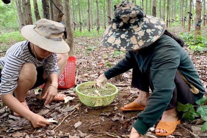 Nấm 'nhà giàu' mọc trắng vườn, nông dân đi vài vòng thu về 3 triệu - Ảnh 1.