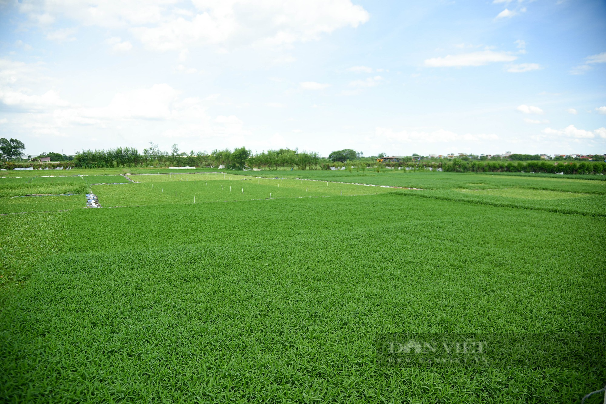 Cận cảnh khu đô thị sinh thái Đồng Mai &quot;biến&quot; thành nơi trồng rau, trạm bê tông 'lậu' - Ảnh 7.