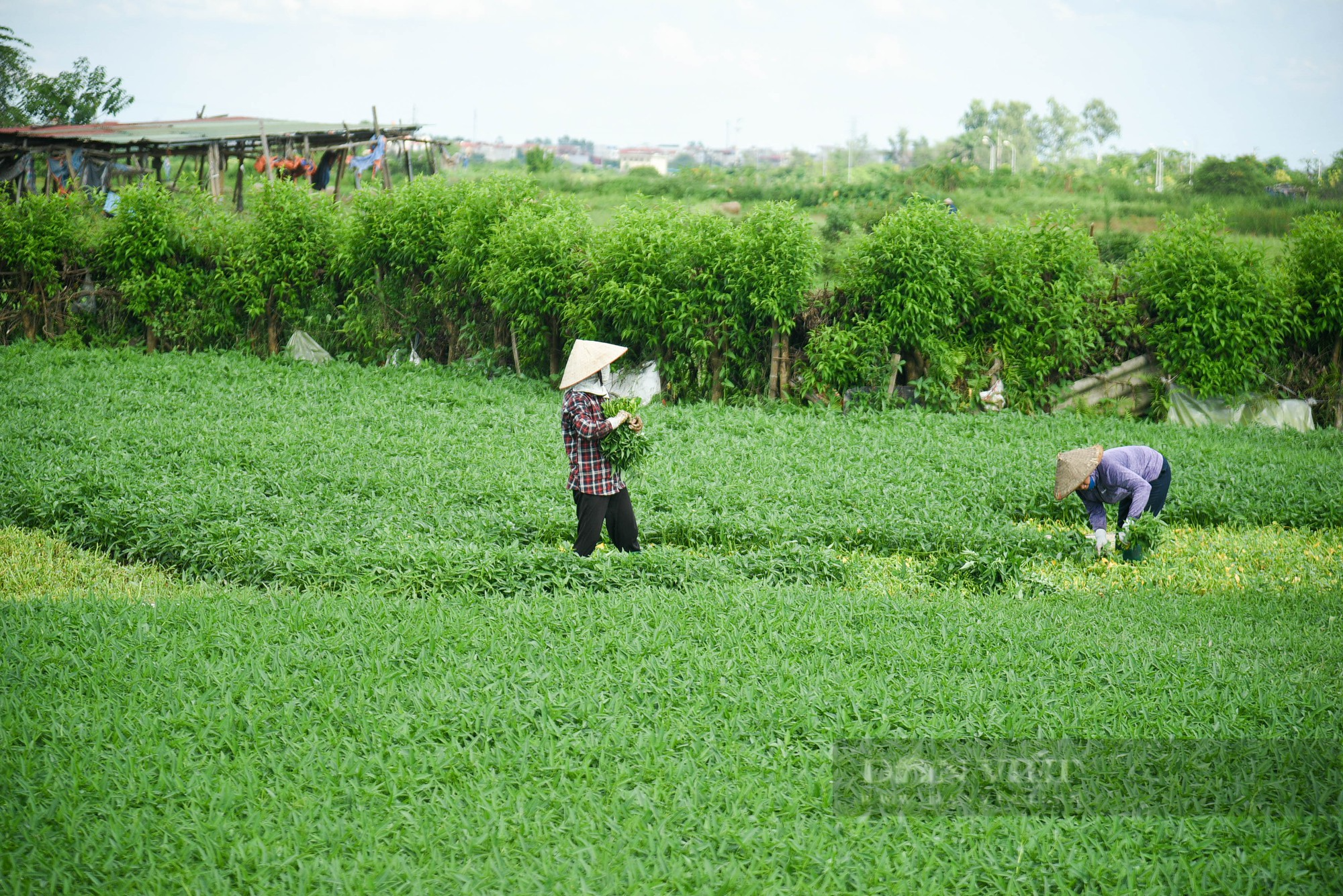 Cận cảnh khu đô thị sinh thái Đồng Mai &quot;biến&quot; thành nơi trồng rau, trạm bê tông 'lậu' - Ảnh 8.