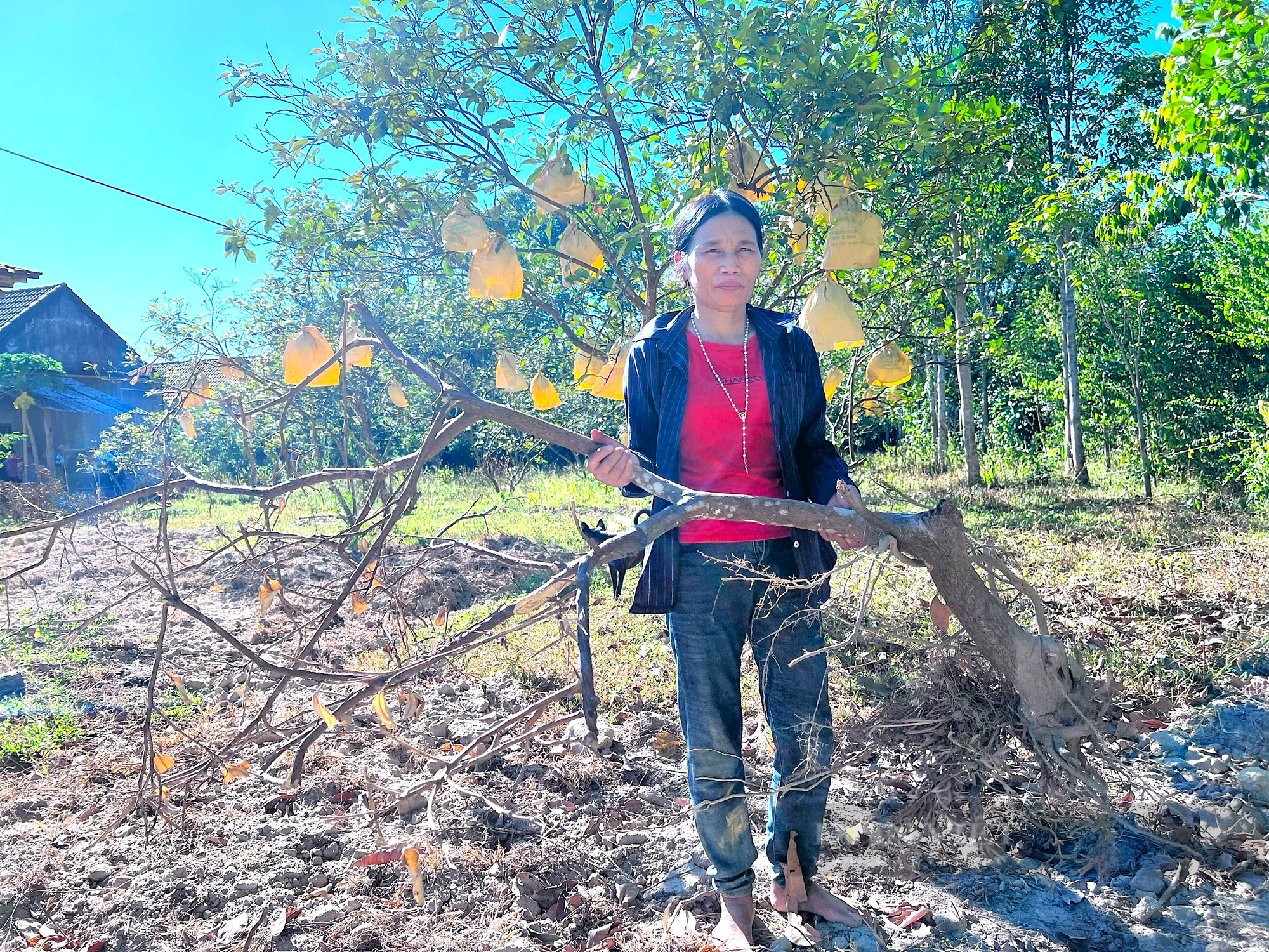 Hà Tĩnh: Nắng nóng khốc liệt, cây “đặc sản” lay lắt chờ chết - Ảnh 6.