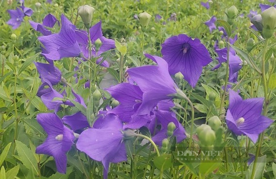 Cây dược liệu cát cánh giúp đồng bào vùng cao Lào Cai xóa nghèo - Ảnh 3.