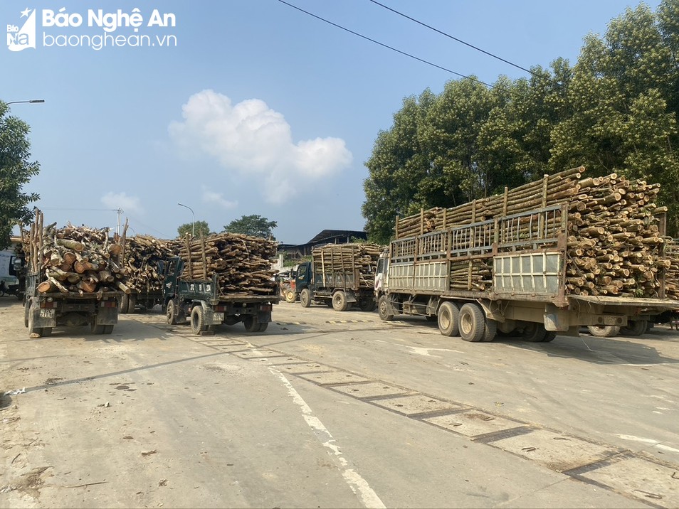 Rớt giá dài, khó tiêu thụ, loại cây này bất ngờ tăng giá ầm ầm, nông dân Nghệ An phấn khởi quá - Ảnh 3. Rớt giá dài, khó tiêu thụ, loại cây này bất ngờ tăng giá ầm ầm, nông dân Nghệ An phấn khởi quá - Ảnh 3.