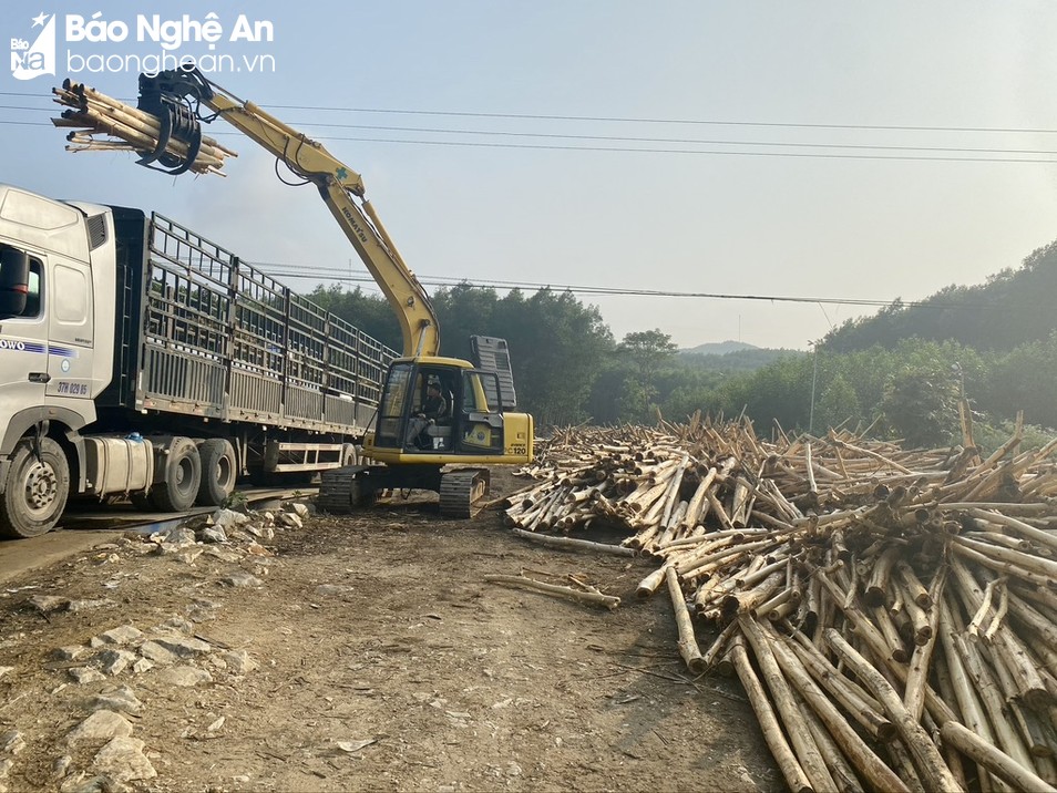Rớt giá dài, khó tiêu thụ, loại cây này bất ngờ tăng giá ầm ầm, nông dân Nghệ An phấn khởi quá - Ảnh 1.