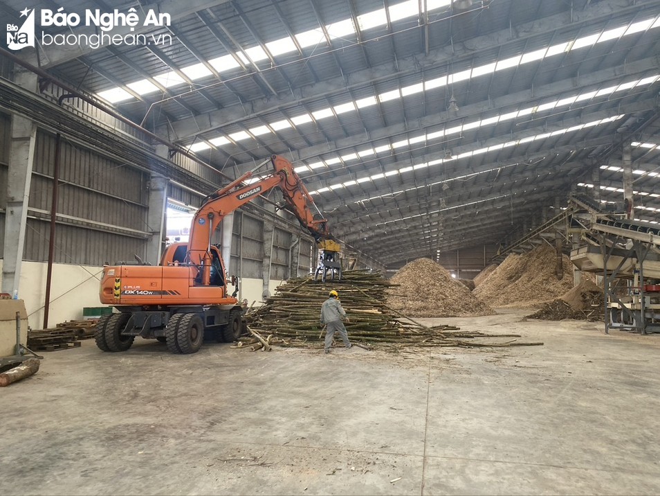 Rớt giá dài, khó tiêu thụ, loại cây này bất ngờ tăng giá ầm ầm, nông dân Nghệ An phấn khởi quá - Ảnh 2. Rớt giá dài, khó tiêu thụ, loại cây này bất ngờ tăng giá ầm ầm, nông dân Nghệ An phấn khởi quá - Ảnh 2.