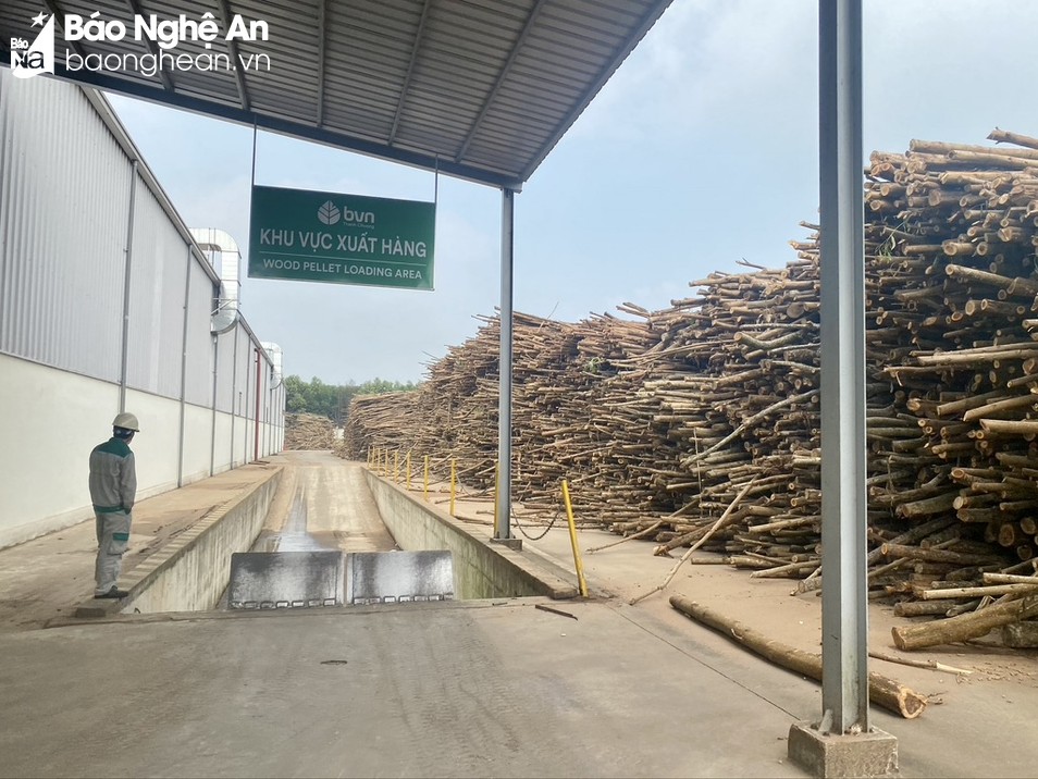Rớt giá dài, khó tiêu thụ, loại cây này bất ngờ tăng giá ầm ầm, nông dân Nghệ An phấn khởi quá - Ảnh 4. Rớt giá dài, khó tiêu thụ, loại cây này bất ngờ tăng giá ầm ầm, nông dân Nghệ An phấn khởi quá - Ảnh 4.