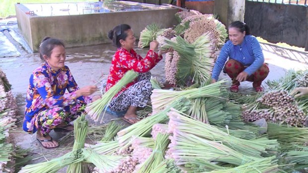 Trên đất lúa bị nhiễm mặn, nông dân Tiền Giang trồng thứ cây thơm lừng, thu lợi nhuận cao - Ảnh 2. Trên đất lúa bị nhiễm mặn, nông dân Tiền Giang trồng thứ cây thơm lừng, thu lợi nhuận cao - Ảnh 2.