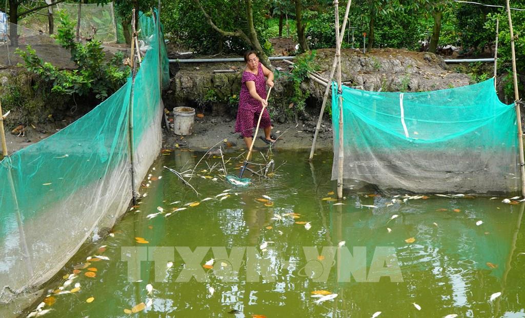 Bỗng nhiên cá nuôi dưới ao và gà, vịt bị chết hàng loạt, chưa rõ nguyên nhân ở Đồng Tháp - Ảnh 1. Bỗng nhiên cá nuôi dưới ao và gà, vịt bị chết hàng loạt, chưa rõ nguyên nhân ở Đồng Tháp - Ảnh 1.