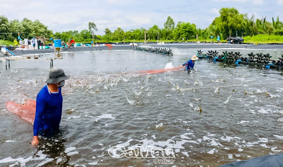 Nuôi tôm ở Cà Mau, giá cứ giảm từng ngày, bất ngờ nghe dân nói: Có trúng mùa vẫn lỗ - Ảnh 1.