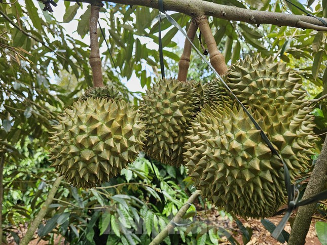Tiền tỷ treo trên cây lo mưa gió, chỉ cần rụng vài quả, chủ vườn mất tiền trăm, tiền triệu - Ảnh 8.