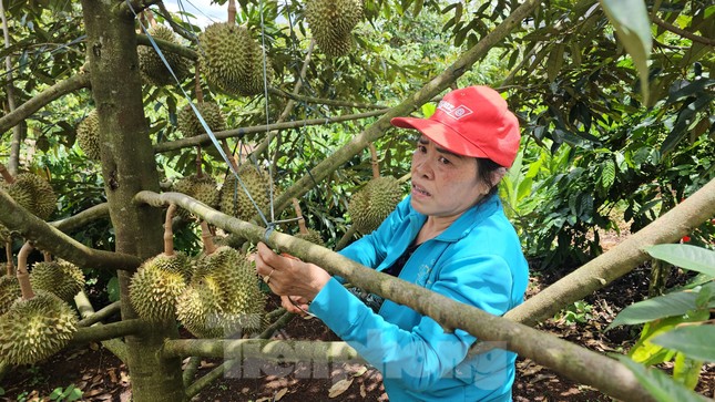Tiền tỷ treo trên cây lo mưa gió, chỉ cần rụng vài quả, chủ vườn mất tiền trăm, tiền triệu - Ảnh 12.