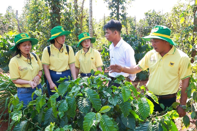 Bón phân thông minh như thế nào để cà phê đạt hiệu quả kinh tế cao? - Ảnh 1.