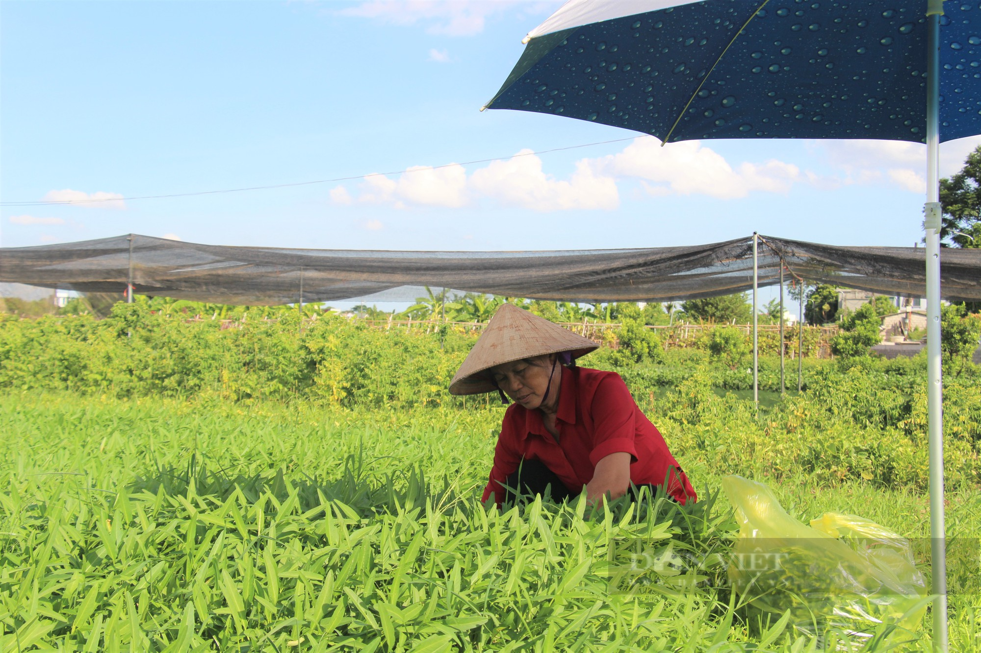 Sản xuất rau theo hướng hữu cơ, một Hợp tác xã ở Hà Nam không phải lo đầu ra, tăng thu nhập - Ảnh 2. Sản xuất rau theo hướng hữu cơ, một Hợp tác xã ở Hà Nam không phải lo đầu ra, tăng thu nhập - Ảnh 2.