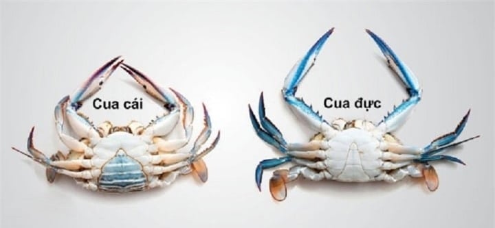 Cách phân biệt cua đực và cua cái  - Ảnh 2.