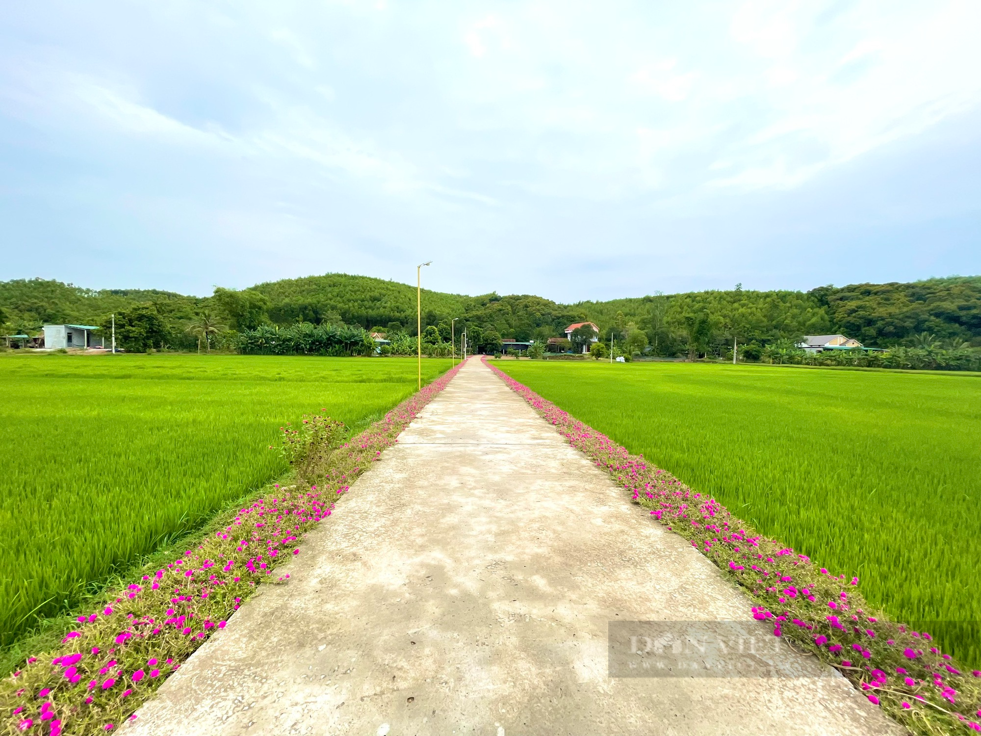 Quảng Bình: Đường hoa mười giờ ở xã vừa về đích nông thôn mới đẹp như phim, người dân thích thú đến check-in - Ảnh 1.