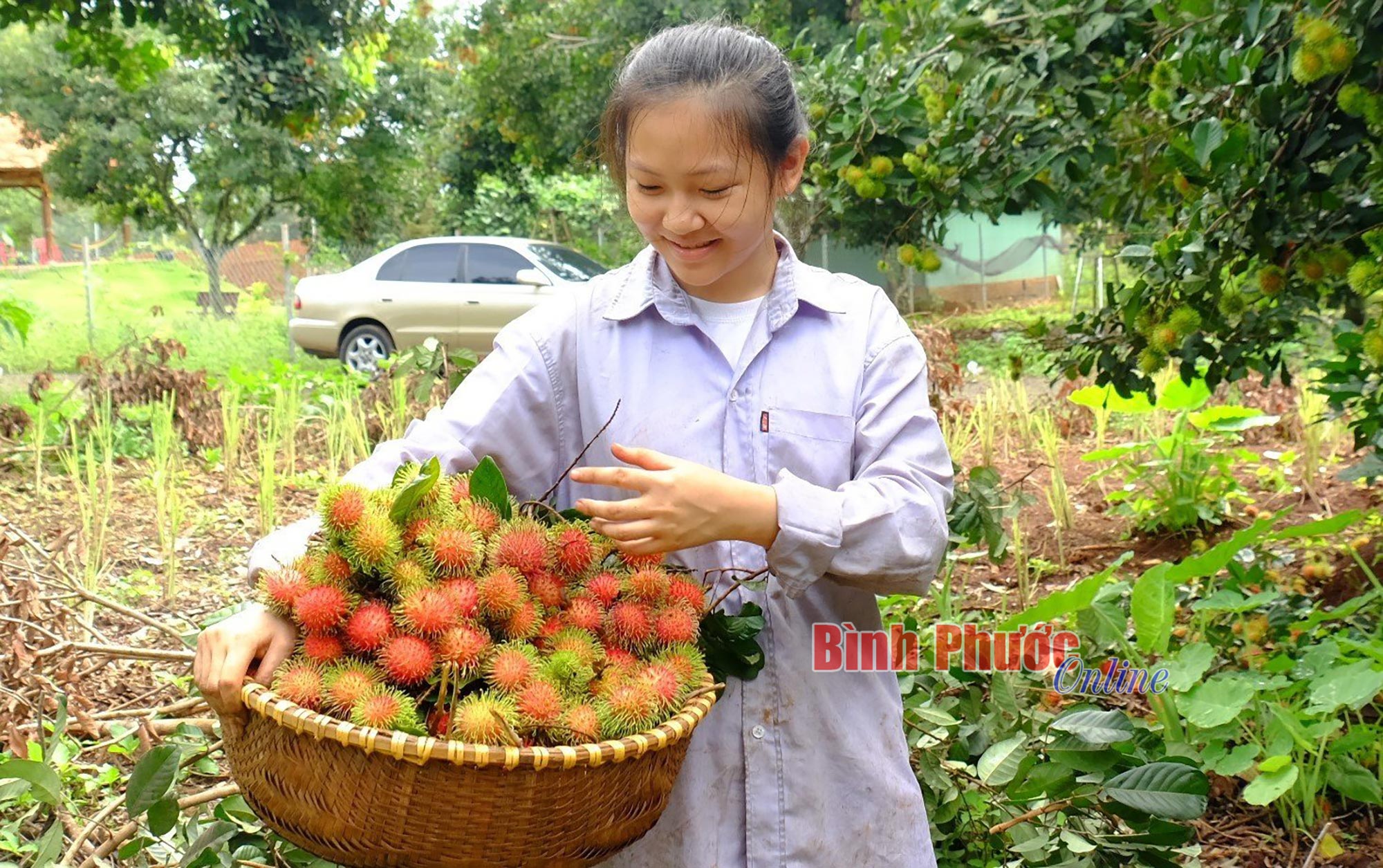 Mùa chôm chôm trên đất Bình Phước - Ảnh 3.