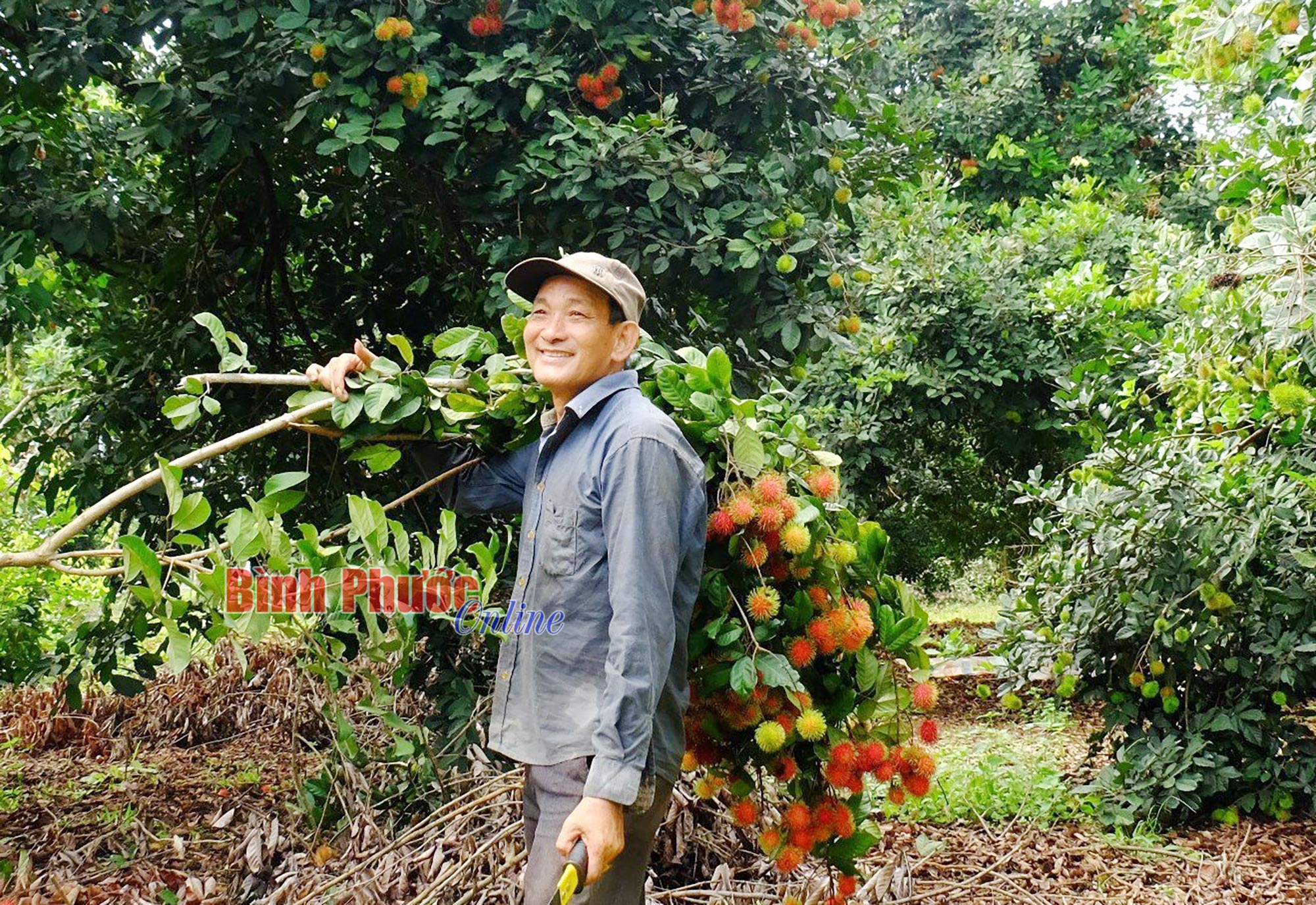 Mùa chôm chôm trên đất Bình Phước - Ảnh 2.