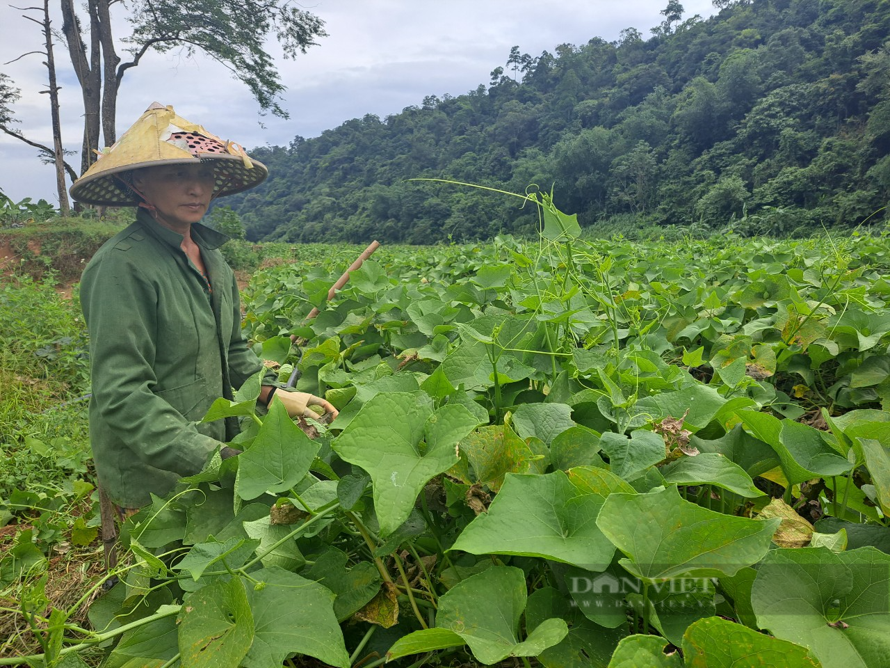 Một vùng rau sạch được ví như &quot;Đà Lạt của tỉnh Hòa Bình&quot; giúp nông dân nơi đây có của ăn, của để - Ảnh 2.