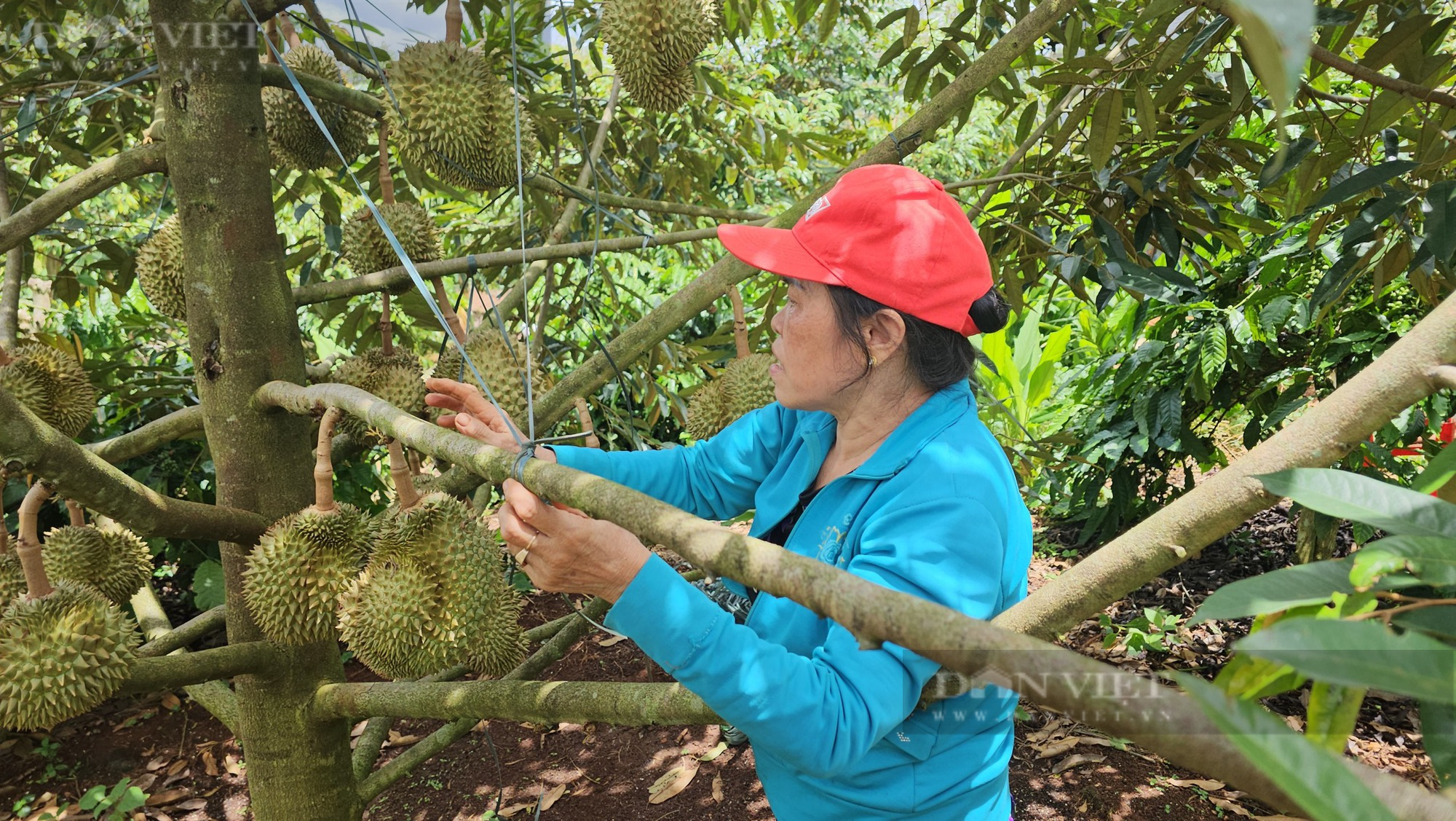 Sầu riêng còn ở trên cây, thương lái mang tiền tận nơi chốt giá cao nhưng người trồng chưa nhận - Ảnh 4.