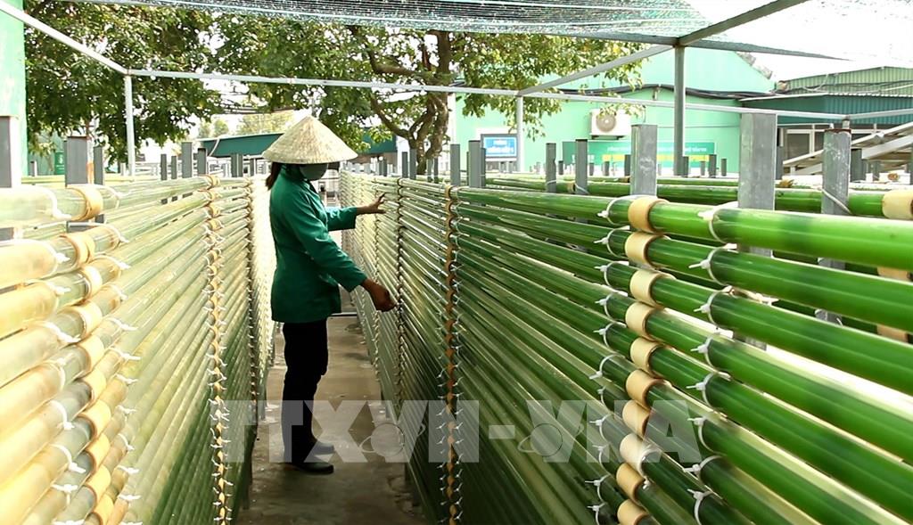 Sản xuất thành công tảo xoắn Spirulina trên quy mô lớn ở miền Trung - Ảnh 2.