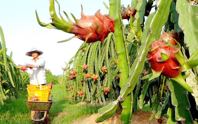 Mì ăn liền thanh long sản xuất bằng công nghệ nano xuất khẩu độc quyền sang Mỹ - Ảnh 2.