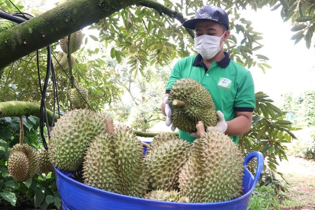 Trung Quốc cảnh báo sầu riêng, xoài, nhãn Việt Nam vi phạm kiểm dịch thực vật - Ảnh 1.