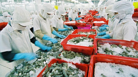Thị trường xuất khẩu tôm có xu hướng ấm dần lên - Ảnh 1. Thị trường xuất khẩu tôm có xu hướng ấm dần lên - Ảnh 1.
