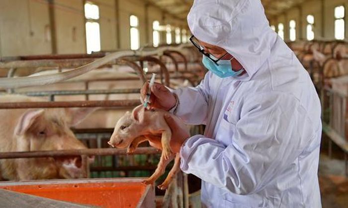 Đề xuất tiêm vaccine dịch tả lợn châu Phi nội tại các địa phương - Ảnh 1. Đề xuất tiêm vaccine dịch tả lợn châu Phi nội tại các địa phương - Ảnh 1.