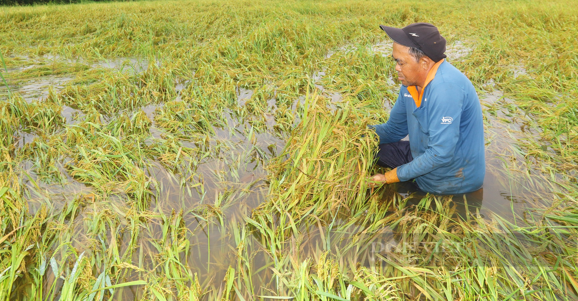 Giá lúa tăng từng ngày, vì sao nông dân miền Tây lại tiếc nuối? - Ảnh 1.