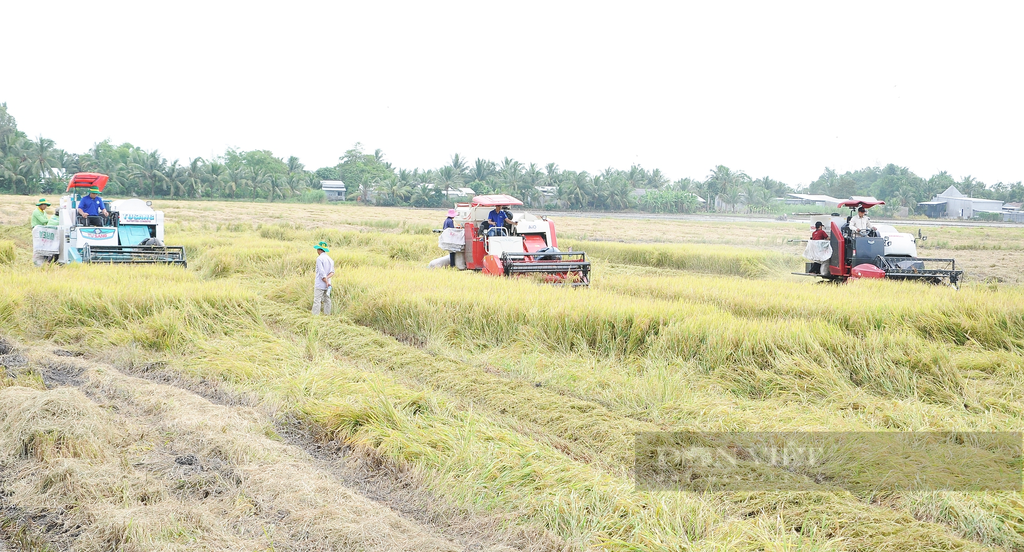 Giá lúa tăng từng ngày, vì sao nông dân miền Tây lại tiếc nuối? - Ảnh 2.