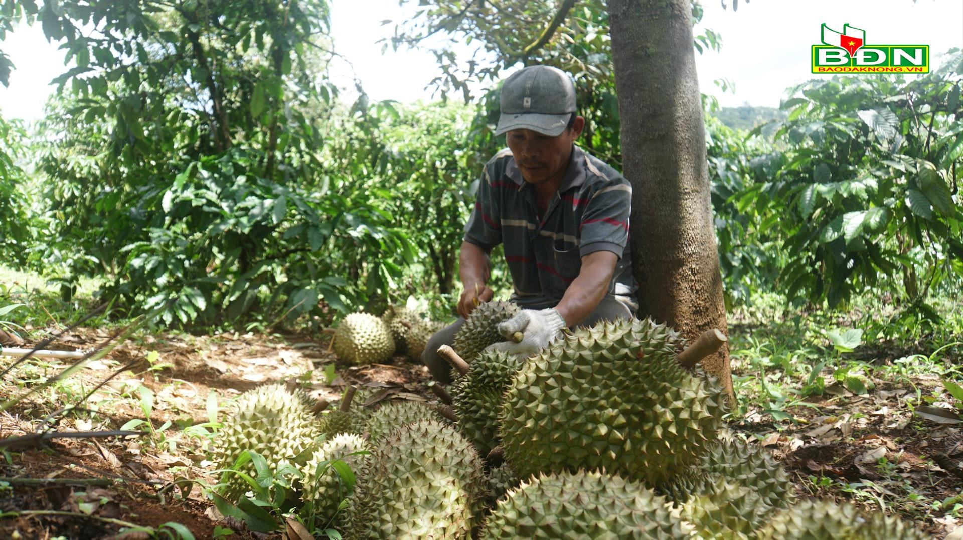 Lạ, ở Đắk Nông thấy trèo cây, gõ trái sầu riêng mà ra tiền triệu, tưởng &quot;ngon ăn&quot; hóa ra phải khỏe, phải tinh - Ảnh 2.