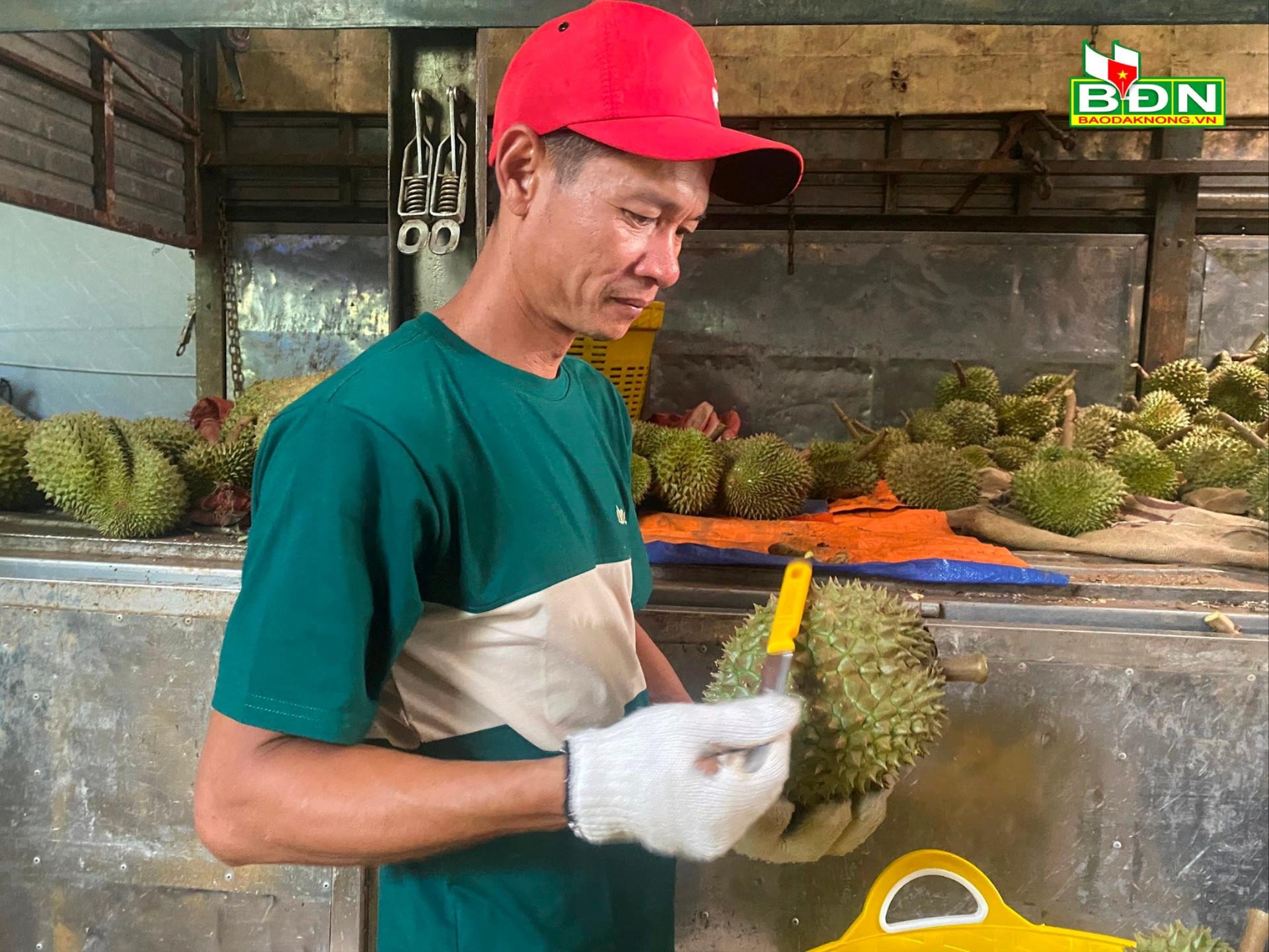 Lạ, ở Đắk Nông thấy trèo cây, gõ trái sầu riêng mà ra tiền triệu, tưởng &quot;ngon ăn&quot; hóa ra phải khỏe, phải tinh - Ảnh 1.