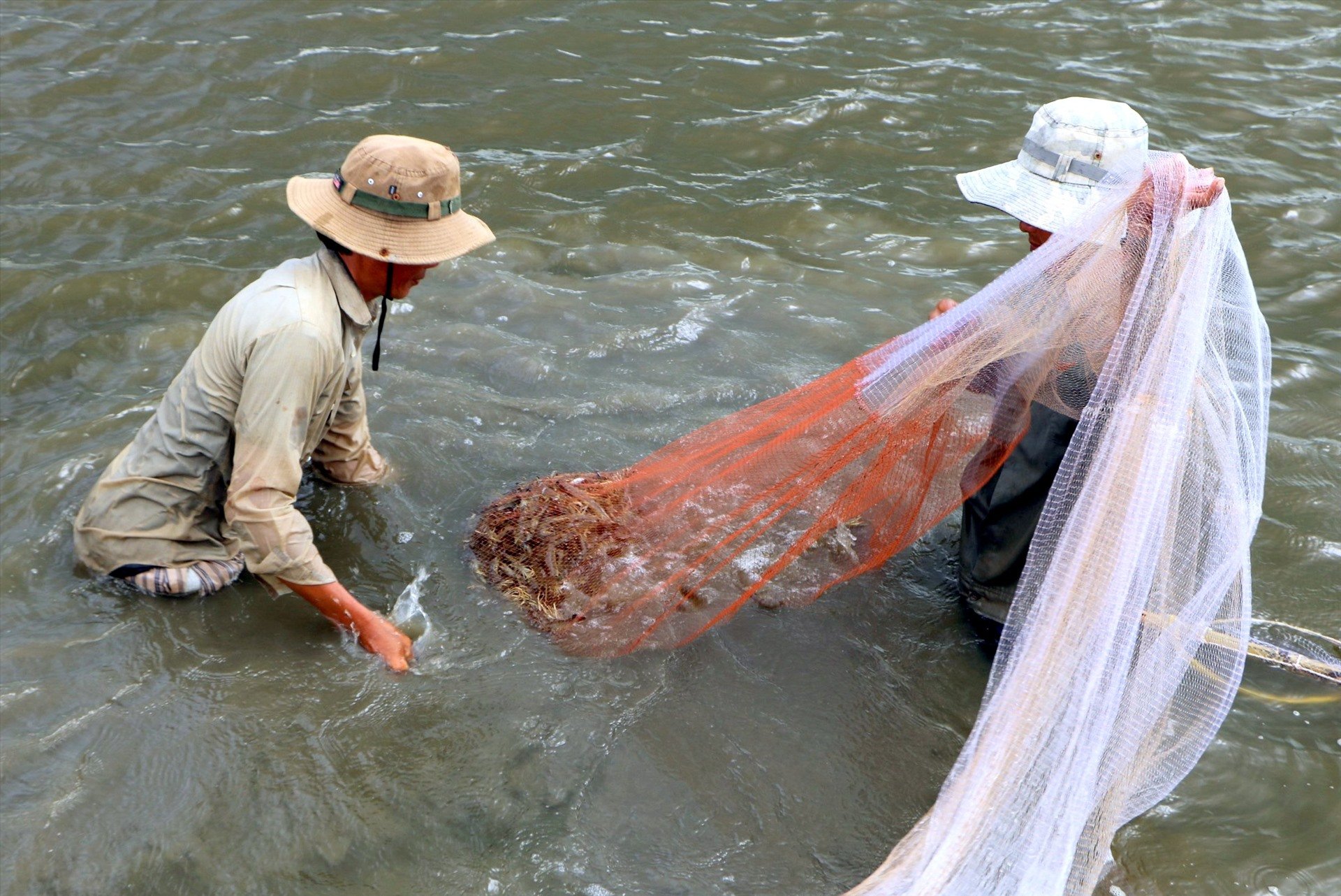 Nuôi tôm quảng canh ở Cà Mau, mỗi con nước xổ tôm bán nông dân cứ như đánh rơi tiền - Ảnh 1.