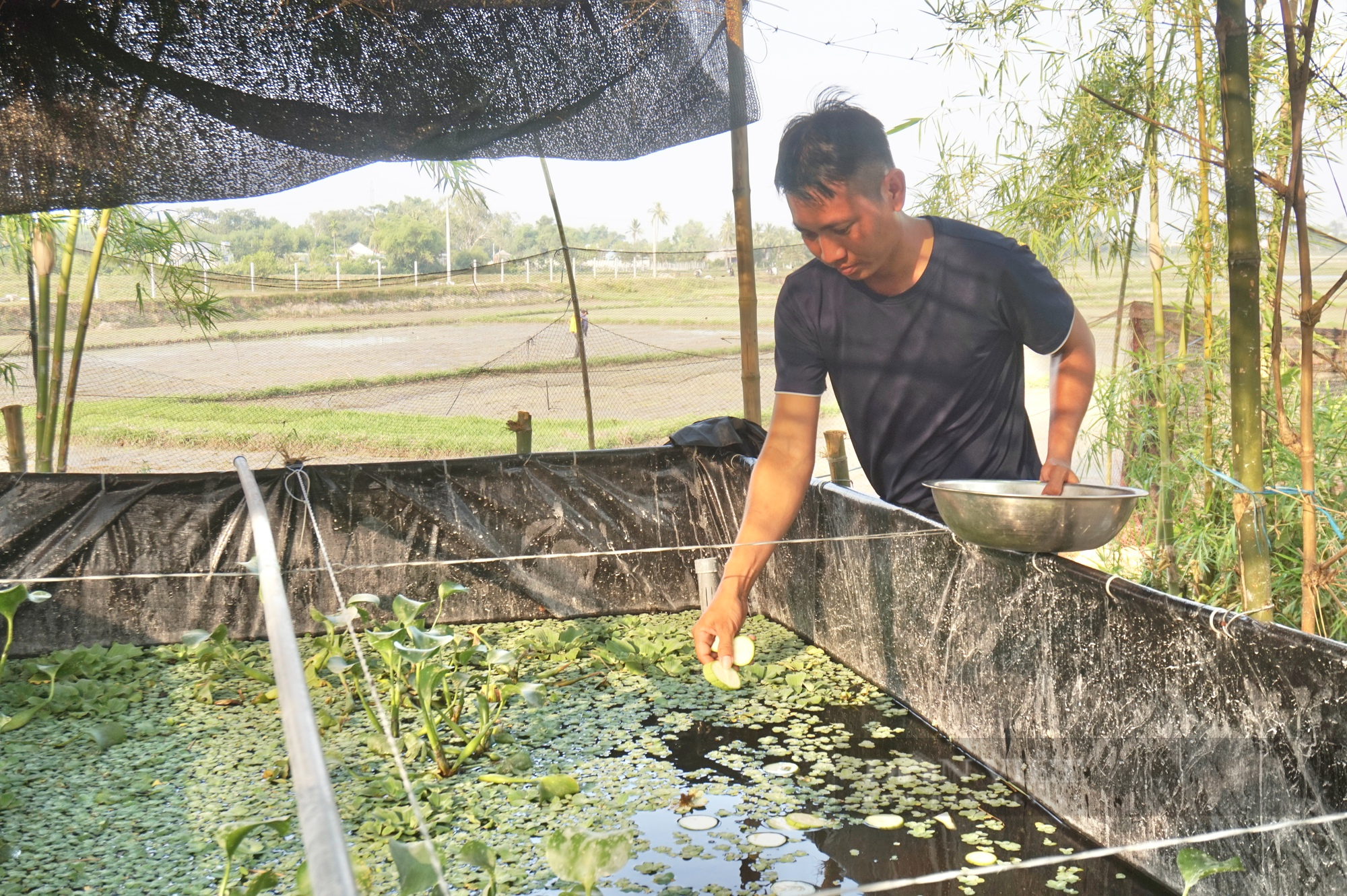 Nuôi con đặc sản đen sì, sợ mưa hơn sợ nắng, chàng trai Đà Nẵng có thu nhập cao - Ảnh 5.